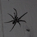 Southern House Spider (female)