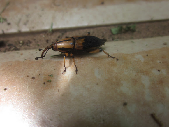 Spotting Image 1