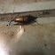Silky Cane Weevil