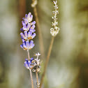 Lavender