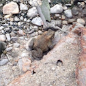 American Toad