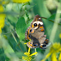 Common Buckeye