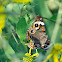 Common Buckeye