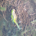 Monk Parakeet