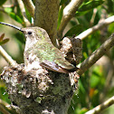 Anna's Hummingbird (female and young)
