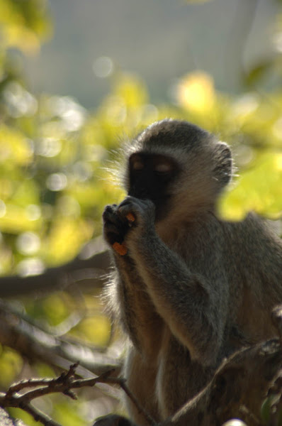 Vervet Monkey | Project Noah