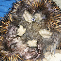 Short-beaked Echidna