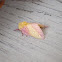 Rosy Maple Moth
