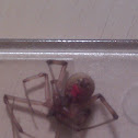 Brown Widow Spider