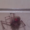 Brown Widow Spider