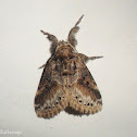 Tussock Moth