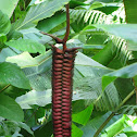 Beefsteak Heliconia