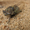 Annual Cicada