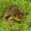 Bullfrog