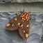 Royal Walnut Moth