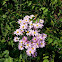 Grassland Daisy