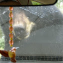 Black Bear