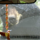 Black Bear