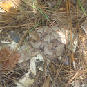 Copperhead