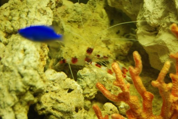 Shrimpy.JPG