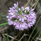 Gilia capitata