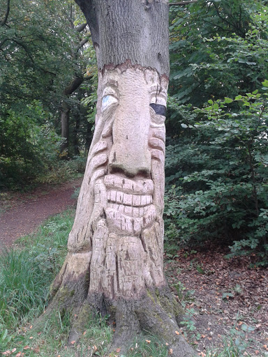 Hidden Trail Tree Face