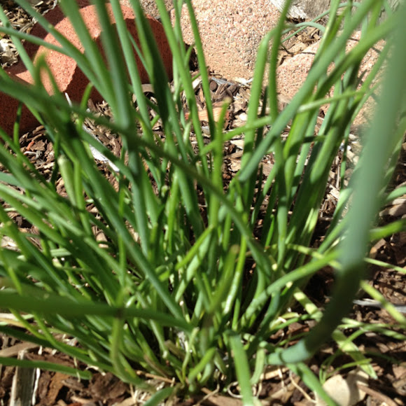 Spotting Image 1