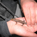 Five-lined skink