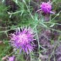 Spotted knapweed