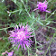 Spotted knapweed