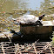 red-eared slider
