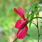 Amapola (nombre común en Costa Rica)