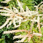 Goatsbeard