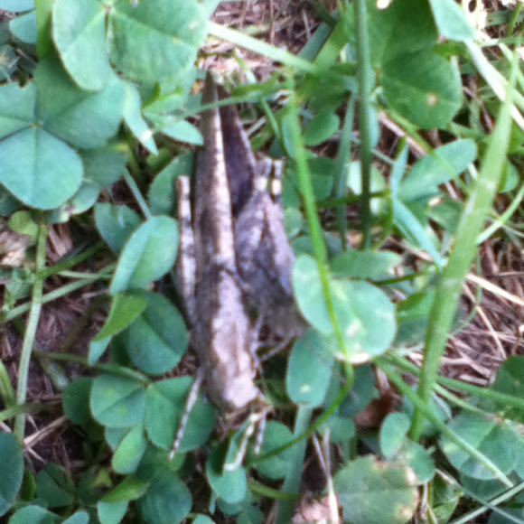 Spotting Image 1