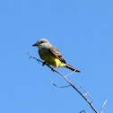 Tropical Kingbird