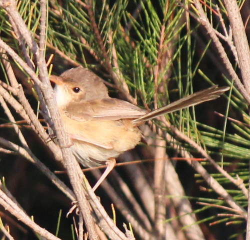 Spotting Image 1