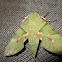 Mariposa