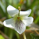 Sweet White Violet