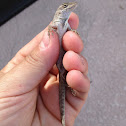 brown anole