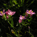 Centaury