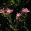 Centaury