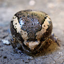 Asian Painted Frog, Chubby Frog, Banded Bull Frog, Rice Frog, or Bubble Frog