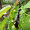 Tiger beetle