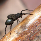 Mediterranian Grass Spider