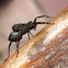 Mediterranian Grass Spider
