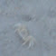 Unknown spotting