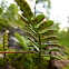Resurrection Fern