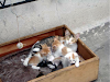 Doy En Adopcion Lindos Gatitos
