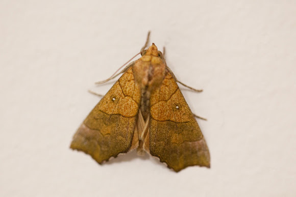 Spotting Image 1
