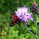 Six-spot Burnet Moth